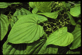 06.Dioscore villosa, _leaf_+_flower, _HF9.320.jpg