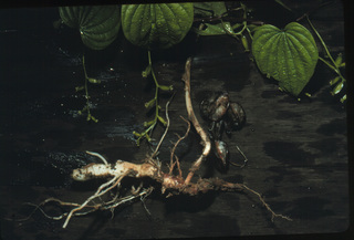 07.Dioscorea villosa, _rhizome, _PN4.320.jpg