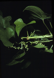 09.Dioscorea oppositifolia, _leaf_+_flower_+_bulbil, _PP37.320.jpg