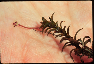 87.Elodea nuttallii, _female, _leaf_+_flower, _GY.320.jpg