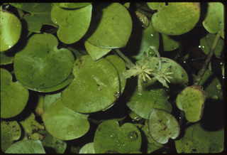 88.Limnobium spongia, _male, _leaf_+_flower, _GY1.320.jpg