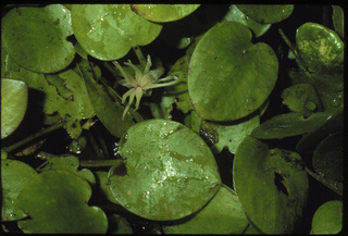 89.Limnobium spongia, _female, _leaf_+_flower, _GY2.320.jpg