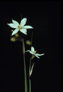 10.Sisyrinchium albidum, _flower, _GY2.320.jpg