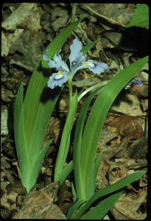 98.Iris cristata, _leaf_+_flower, _GY.320.jpg