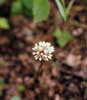 Allium
tricoccum