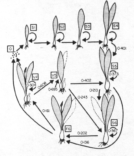 Allium tricoccum
life cycle