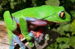 Agalychnis annae, Blue Sided Treefrog