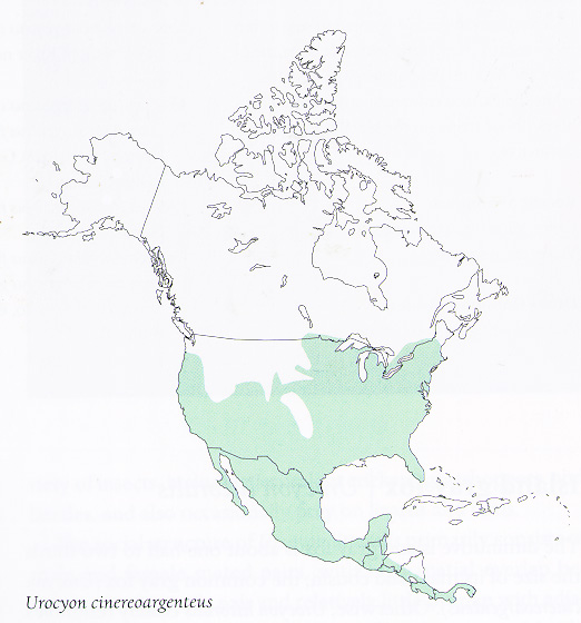 Urocyon Cinereoargenteus Range Map Gray Fox