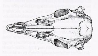 Odocoileus virginianus.dorsal.320.jpg