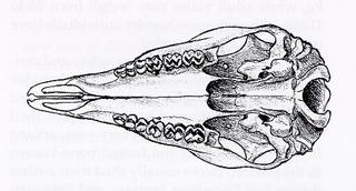 Odocoileus virginianus.ventral.320.jpg