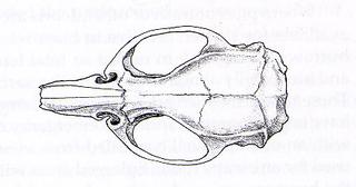 Rattus norvegicus.dorsal.320.jpg