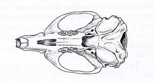 Rattus norvegicus.ventral.320.jpg