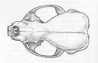 Lontra canadensis.dorsal.320.jpg