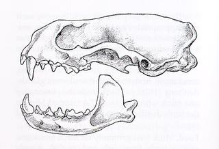 Lontra canadensis.lateral.320.jpg
