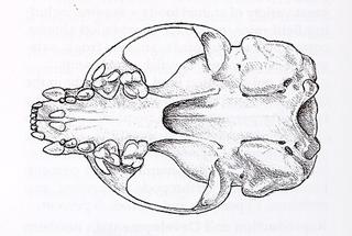 Lontra canadensis.ventral.320.jpg