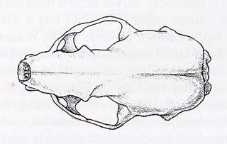 Mustela frenata.dorsal.320.jpg