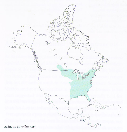 Sciurus Carolinensis Range Map Eastern Gray Squirrel