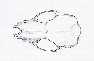 Myotis leibii.dorsal.320.jpg