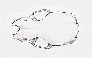 Pipistrellus subflavus.dorsal.320.jpg
