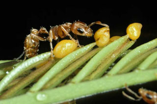 Pseudomyrmex ferrugineus ant on Bullhorn acacia