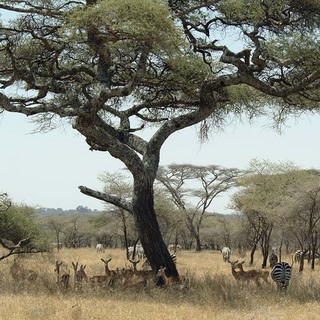 Savanna, Tanzania