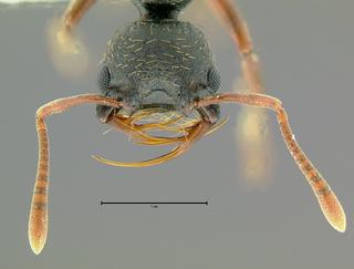 Thaumatomyrmex, unknown species