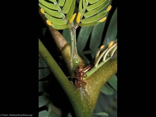 Ant and_bullhorn_Acacia, extrafloral_nectary, EL_DP163
