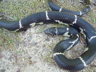 Lampropeltis getula, stubbed tail
