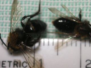 Andrena anograe