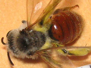 Andrena erythrogaster