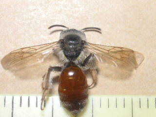 Andrena mariae