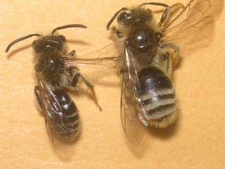 Andrena sieverti