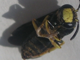 Pseudopanurgus aethiops