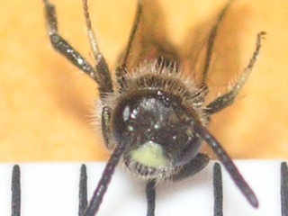 Panurginus cressoniellus