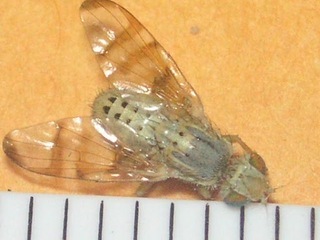 Terellia occidentalis