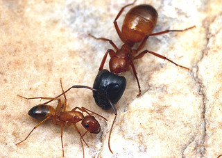 Camponotus sansabeanus, major minor worker