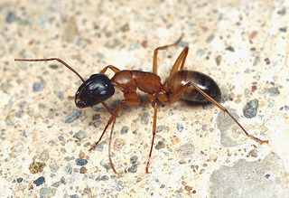 Camponotus semitestaceus, minor worker