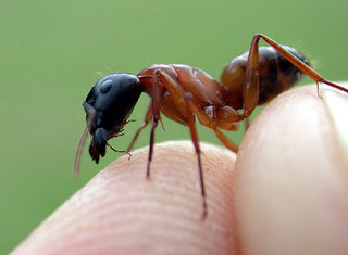 Camponotus semitestaceus, worker