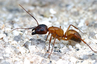 Camponotus semitestaceus, worker, body