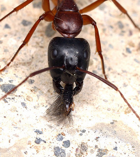 Camponotus semitestaceus, worker, head