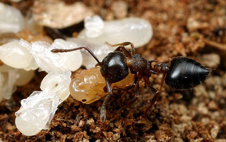 Crematogaster lineolata, worker and pupae