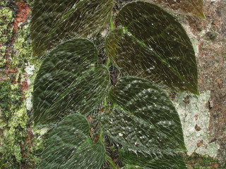 Ficus hispida, gunung mulu national park, sarawak, malaysia 2