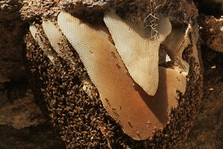 Apis mellifera, European Honey Bee, colony
