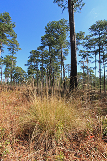 Aristida stricta, Wade Tract Preserve, Arcadia Plantation, old growth Pinus palustris, Thomas County, Georgia 2