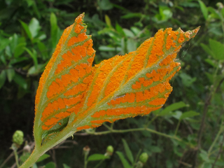 Gymnoconia nitens, on Rubus cuneifolius, Gracewood, Augusta-Richmond County, Georgia 2