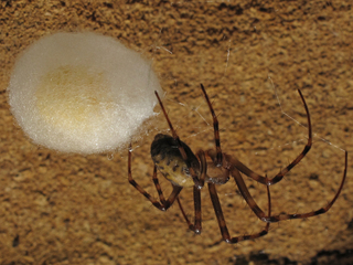 Meta ovalis female, with egg sac, Howards Waterfall Cave, Southeastern Cave Conservancy Preserve, Dade County, Georgia 1
