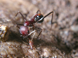 Aphaenogaster albisetosa, worker with myrmecophilous staphylinid beetle