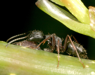 Camponotus modoc, minor worker tending aphid