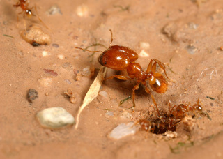 Pheidole spadonia, major and minor workers and nest entrance