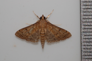 Herpetogramma phaeopteralis, Dusky Herpetogramma Moth